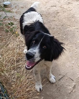 Nilo, stupendo cucciolone in adozione