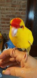 Pappagalli coccoli deliziosi