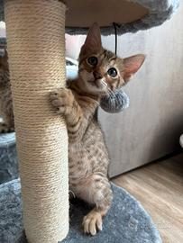 Cuccioli di gatto Bengal