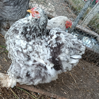 Galline Cocincina Gigante