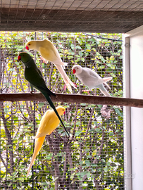 Parrocchetti dal collare