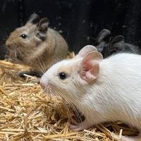 Degu del Cile scoiattolo sudamericano da compagnia