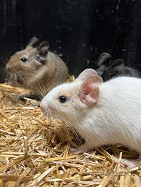 Degu del Cile scoiattolo sudamericano da compagnia