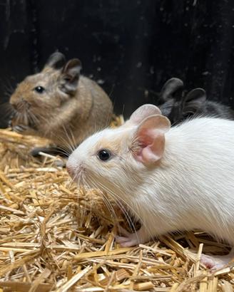 Degu del Cile scoiattolo sudamericano da compagnia