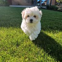 Maltese cucciolo