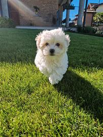 Maltese cucciolo