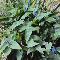 Pickerel rush pianta lacustre per laghetto e pond