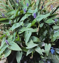 Pickerel rush pianta lacustre per laghetto e pond