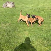 Pastore Belga Malinois