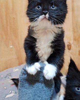 Cucciola Maine Coon con Pedigree