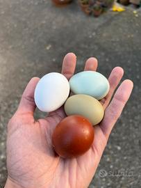 Misto araucana, marans, Livornesi, oliver egger