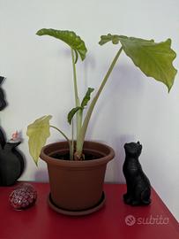 Alocasia 