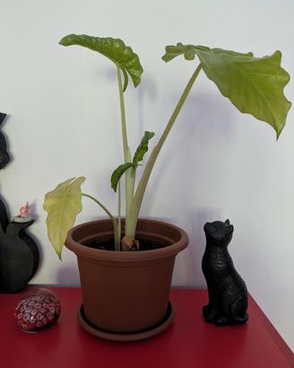 Alocasia 