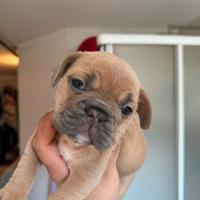 Bulldog Francese