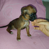 Cuccioli di Boxer