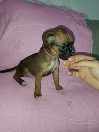 Cuccioli di Boxer
