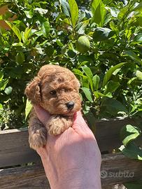 Cuccioli di barboncino red/albicocca