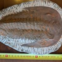 Trilobite Fossile Cambropallas Telesto Andalusiana