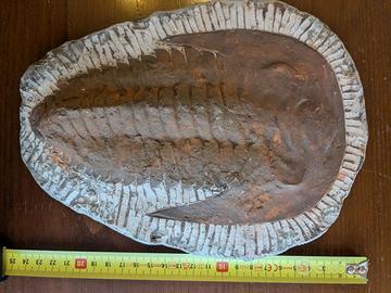 Trilobite Fossile Cambropallas Telesto Andalusiana