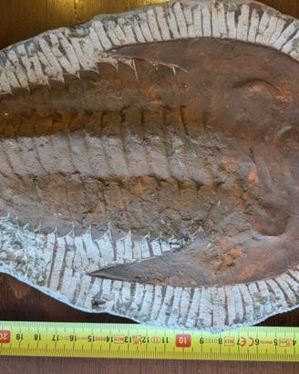 Trilobite Fossile Cambropallas Telesto Andalusiana