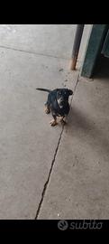 Cagnolini