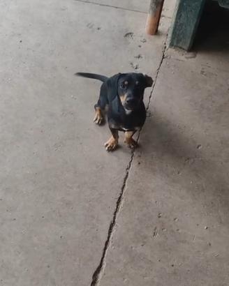 Cagnolini