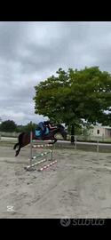 Cavallo