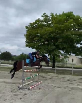 Cavallo