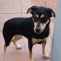 Cucciolo meticcio