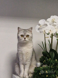 Gattina Scottish Straight 3 anni