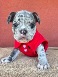 Bulldog francese blu merle