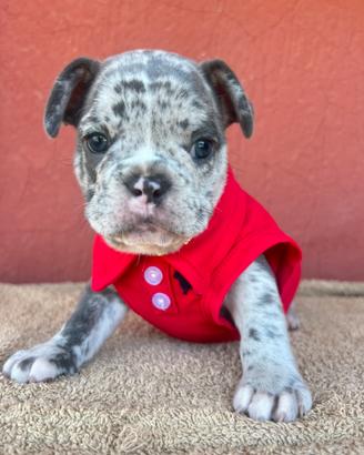 Bulldog francese blu merle