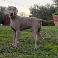 Bracco di Weimar per riproduzione
