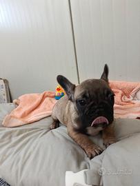 French Buldog-- Cuccioli Buldog Francese Pedigree