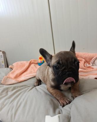 French Buldog-- Cuccioli Buldog Francese Pedigree