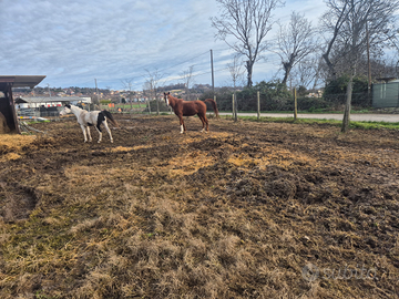 Cavalli cavallr pony asini