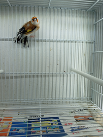 Cardellino mayor acianico