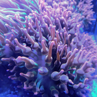 Anemone Bubbles tips, Entacmaea quadricolor