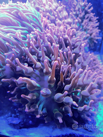 Anemone Bubbles tips, Entacmaea quadricolor