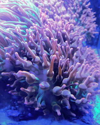 Anemone Bubbles tips, Entacmaea quadricolor