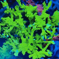 Corallo Montipora stellata