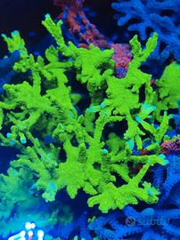 Corallo Montipora stellata