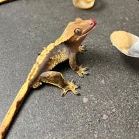 Geco ciliatus maschio