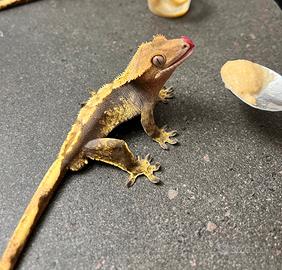 Geco ciliatus maschio