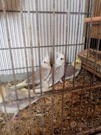 Calopsite adulti e giovani