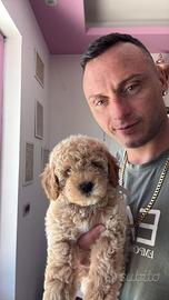Barboncini toy disponibili tutto l'anno