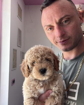 Barboncini toy disponibili tutto l'anno
