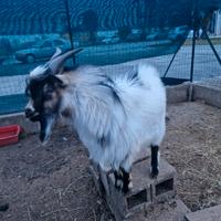 Maschi capra tibetana