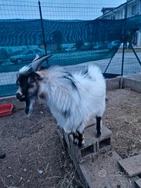 Maschi capra tibetana