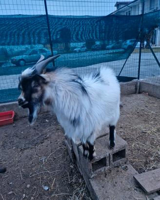 Maschi capra tibetana